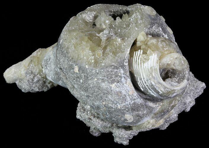 Crystal Filled Fossil Whelk - Rucks Pit, FL #69068